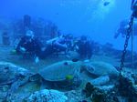 Hawaii Scuba divng 28