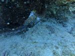 Hawaii Scuba divng 61
