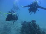 Hawaii Scuba divng 64