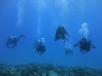 Hawaii Scuba divng 66