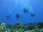 Hawaii Scuba divng 67