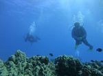 Hawaii Scuba divng 69