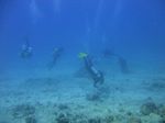 Hawaii Scuba divng 71