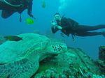 Hawaii Scuba divng 13