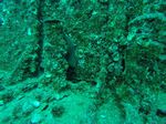 Hawaii Scuba divng 25