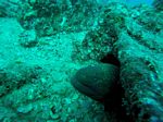 Hawaii Scuba divng 41