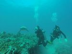 Hawaii Scuba divng 61