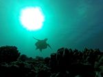 Hawaii Scuba divng 66