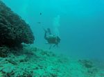 Hawaii Scuba divng 75