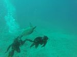 Hawaii Scuba divng 83