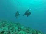 Hawaii Scuba divng 10