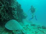 Hawaii Scuba divng 13