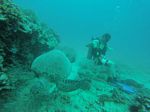 Hawaii Scuba divng 14