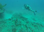 Hawaii Scuba divng 17