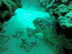 Hawaii Scuba divng 19