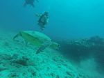 Hawaii Scuba divng 01