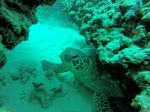 Hawaii Scuba divng 20