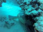 Hawaii Scuba divng 21
