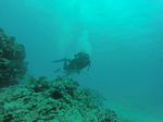 Hawaii Scuba divng 24
