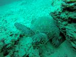 Hawaii Scuba divng 29