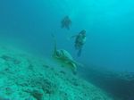 Hawaii Scuba divng 02
