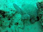 Hawaii Scuba divng 30