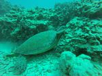 Hawaii Scuba divng 31