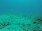Hawaii Scuba divng 34