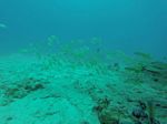 Hawaii Scuba divng 35