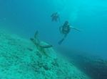 Hawaii Scuba divng 03