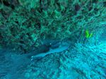Hawaii Scuba divng 42