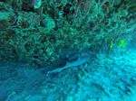 Hawaii Scuba divng 43