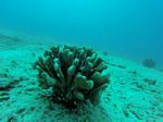 Hawaii Scuba divng 48