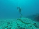 Hawaii Scuba divng 04