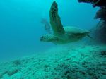 Hawaii Scuba divng 05
