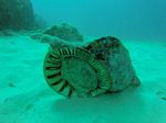 Hawaii Scuba divng 61