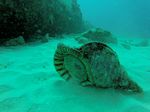 Hawaii Scuba divng 62