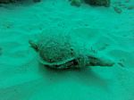 Hawaii Scuba divng 63