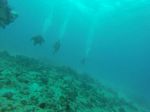 Hawaii Scuba divng 69