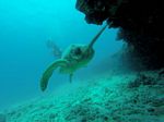 Hawaii Scuba divng 06