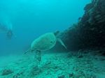Hawaii Scuba divng 07