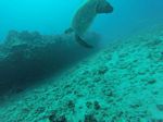 Hawaii Scuba divng 08