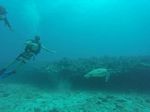 Hawaii Scuba divng 97