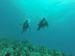 Hawaii Scuba divng 09