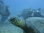 Hawaii Scuba divng 35