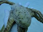 Hawaii Scuba divng 43
