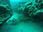 Hawaii Scuba divng 16