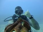 Hawaii Scuba divng 11