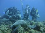 Hawaii Scuba divng 21