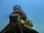 Hawaii Scuba divng 33